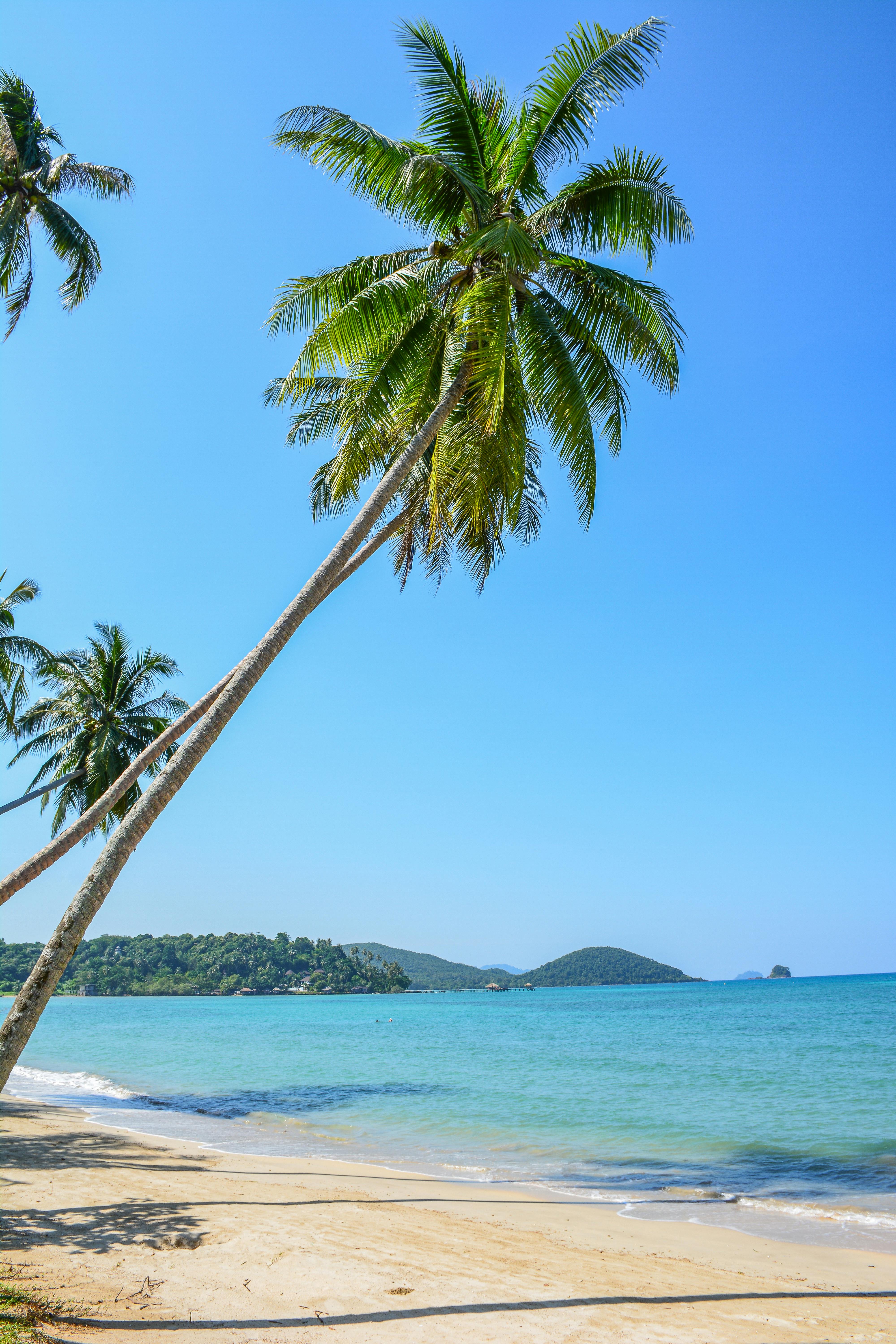 ต้นปาล์มและน้ำทะเลสีฟ้าใสบนชายหาดเกาะในไทย — ปลายทางที่พนักงานของเราเดินทางจากภาคใต้แผ่นดินใหญ่